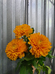 Chrysanthemums Anastasia Blooms Large Headed Cut Flower