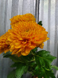 Chrysanthemums Anastasia Blooms Large Headed Cut Flower