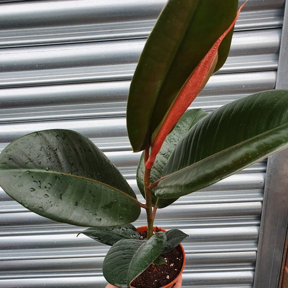 Ficus Elastica Robusta (Rubber Plant)