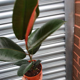 Ficus Elastica Robusta (Rubber Plant)