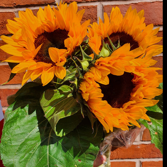 Sunflowers Cut Flower