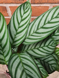 Compact Star Plant (Ctenanthe)