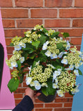 Hydrangea Plant