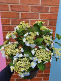 Hydrangea Plant