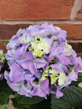 Hydrangea Plant