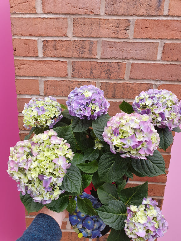 Hydrangea Plant