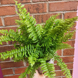 Boston Fern Plant