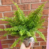 Boston Fern Plant