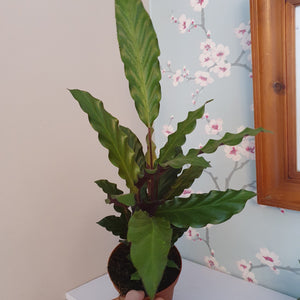 Calathea Rufibarba (Furry Feather Plant)