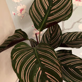 Calathea Sanderiana (Pinstripe Plant)