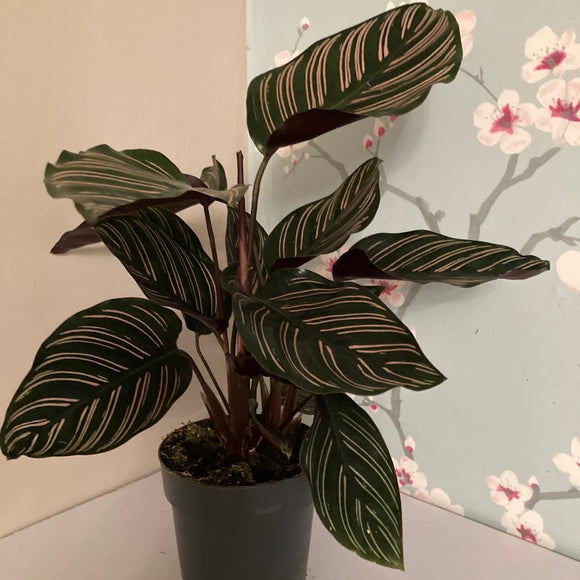 Calathea Sanderiana (Pinstripe Plant)