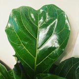 Ficus Lyrata (Fiddle Leaf Fig Plant)