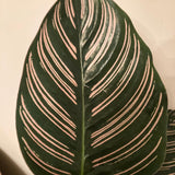 Calathea Sanderiana (Pinstripe Plant)