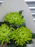 Chrysanthemums Anastasia Blooms Large Headed Cut Flower