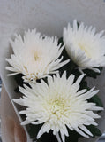 Chrysanthemums Anastasia Blooms Large Headed Cut Flower