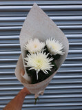 Chrysanthemums Anastasia Blooms Large Headed Cut Flower