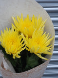 Chrysanthemums Anastasia Blooms Large Headed Cut Flower