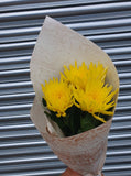 Chrysanthemums Anastasia Blooms Large Headed Cut Flower