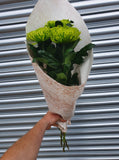 Chrysanthemums Anastasia Blooms Large Headed Cut Flower