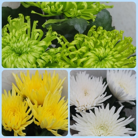 Chrysanthemums Anastasia Blooms Large Headed Cut Flower