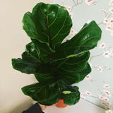 Ficus Lyrata (Fiddle Leaf Fig Plant)