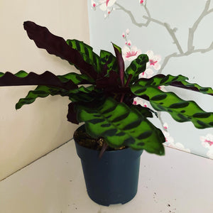 Calathea Lancifolia (Rattle Snake Plant)