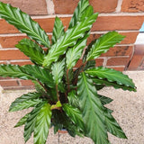 Calathea Rufibarba (Furry Feather Plant)