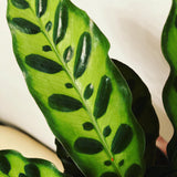 Calathea Lancifolia (Rattle Snake Plant)