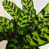 Calathea Lancifolia (Rattle Snake Plant)