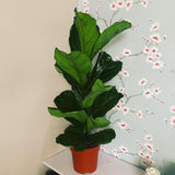 Ficus Lyrata (Fiddle Leaf Fig Plant)