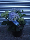 Hydrangea Plant