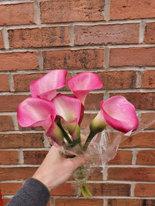 Calla Lily Cut Flower