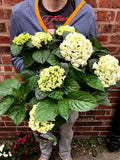 Hydrangea Plant