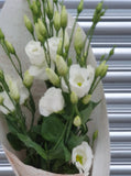 Lisianthus (Eustoma) Cut Flower