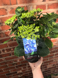 Hydrangea Plant