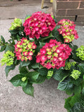 Hydrangea Plant