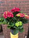 Hydrangea Plant