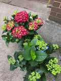 Hydrangea Plant