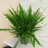 Boston Fern Plant