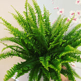 Boston Fern Plant