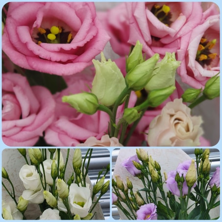 Lisianthus (Eustoma) Cut Flower